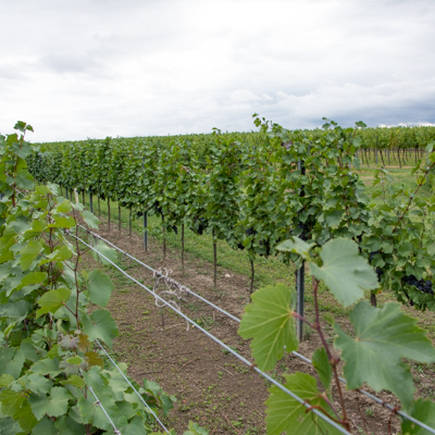 Weingarten mit Rebzeilen